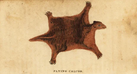 Philippinisches Flughörnchen, Cynocephalus volans, 1800 (Gravur)