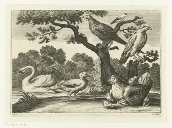 Schwan, Henne mit Küken und andere Vögel