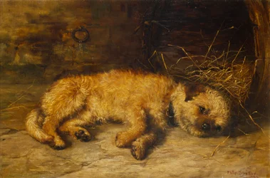 Ein Border Terrier Welpe