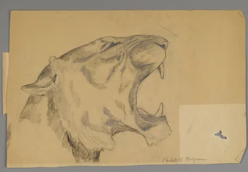 Kopf eines brüllenden Löwen