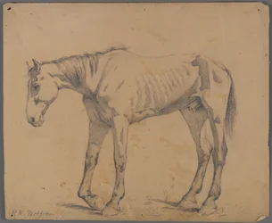 Pferd