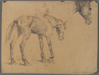 Pferd und Pferdekopf
