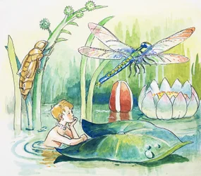 Libelle, Illustration aus 