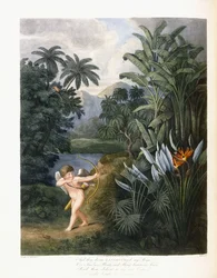 Und dann göttlicher Linné, ca. 1796-1807