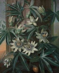 Die blaue Passionsblume, für Robert John Thorntons Tempel der Flora (London, 1799-1812)
