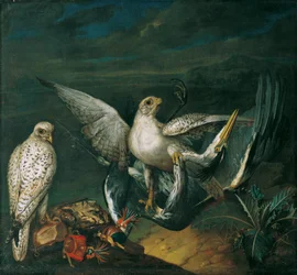 Weiße Jagdfalken mit einem Fischreiher