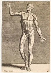 Studie einer menschlichen Figur mit freigelegten Sehnen und Muskeln, von vorn gesehen