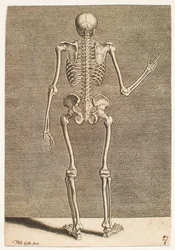 Studie eines Skeletts, von hinten gesehen
