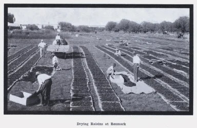 Rosinen trocknen in Renmark (s/w Foto)