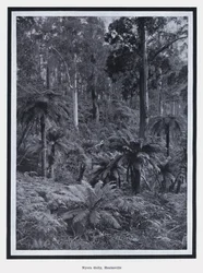 Nyora Gully, Healesville (s/w Foto)