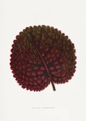 Illustration des Rosa Gesneria Exoniensis Blattes