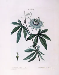 Blaue Passionsblume (Passiflora caerulea), botanische Tafel von Pierre Joseph Redouté