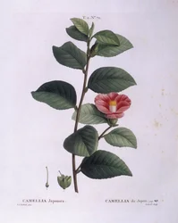 Kamelie (Camellia japonica), Henry Louis Duhamel du Monceau, botanische Tafel von Pierre Joseph Redouté