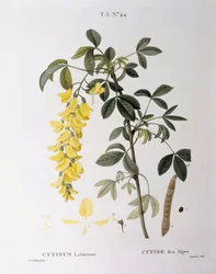 Goldregen (Cytisus laburnum), botanische Tafel von Pierre Joseph Redouté