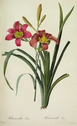 Hemerocallis fulva (Lilie), aus 