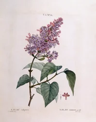 Flieder (Syringa vulgaris), botanische Tafel von Pierre Joseph Redouté