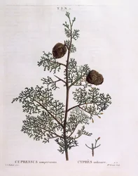 Mittelmeer-Zypresse (Cupressus sempervirens), botanische Tafel von Pierre Joseph Redouté