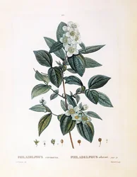 Falscher Jasmin (Philadelphus coronarius), botanische Tafel von Pierre Joseph Redouté