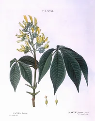 Pavia lutea, botanische Tafel von Pierre Joseph Redouté