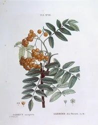 Eberesche, botanische Tafel von Pierre Joseph Redouté