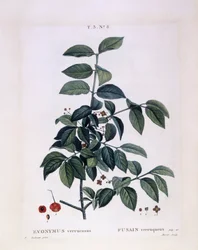 Spindelstrauch (Euonymus verrucosus), botanische Tafel von Pierre Joseph Redouté