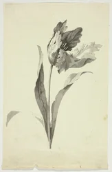 Tulpe