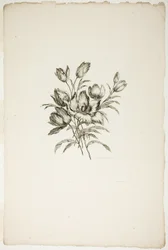 Blumenstrauß mit Tulpen, aus Sammlung verschiedener Blumensträuße, erfunden und gezeichnet von Jean Pillement und graviert von P. C. Canot