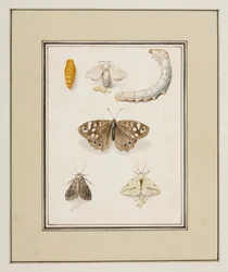 Schmetterlinge, Motten und Raupen, ca. 1755-65