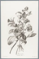 Ringelblume