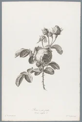Hundertblättrige Rose