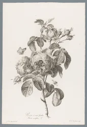 Hundertblättrige Rose