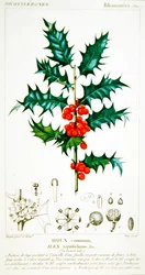 Stechpalme (Ilex aquifolium) botanische Tafel, ca. 1820