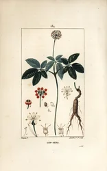 Amerikanischer Ginseng oder fünfblättriger Ginseng, Panax quinquefolium, mit Blume, Blatt, Samen und Wurzel