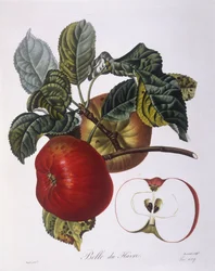 Apfel "Belle du Havre", botanische Tafel von Pierre Jean Francois Turpin