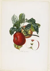 Belle de Havre (Apfel), aus Traite des Arbres Fruitiers, 1807-35