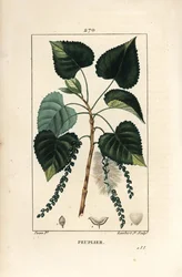 Schwarz-Pappel, Populus nigra, mit Blatt, Stiel und Samen. Handkolorierter Punktierkupferstich von Lambert Junior nach einer Zeichnung von Pierre Jean-François Turpin aus Chaumeton, Poiret und Chamberets "La Flore Médicale", Paris, Panckoucke