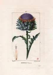 Botanisch: Artischocke - Artischockenpflanze, Blätter und Blume, Cynara cardunculus. Handkolorierte Punktkupferstich von Lambert nach einer Zeichnung von Pierre Jean-Francois Turpin aus Chaumeton, Poiret et Chamberet