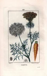 Botanik: Karotte - Karottenwurzel und Blüte, Daucus carota. Handkolorierter Kupferstich von Lambert nach einer Zeichnung von Pierre Jean-Francois Turpin aus Chaumeton, Poiret et Chamberet