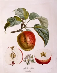 Botanik - Rosaceae - Apfel 