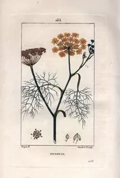 Botanik: Fenchel, Foeniculum vulgare. Handkolorierter Kupferstich von Lambert nach einer Zeichnung von Pierre Jean-Francois Turpin aus Chaumeton, Poiret et Chamberet