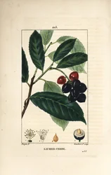 Kirschlorbeer - Kirschlorbeer, Prunus laurocerasus, mit Blatt, Frucht und Samen