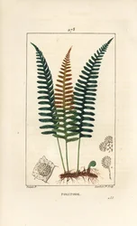 Gemeiner Tüpfelfarn, Polypodium vulgare, mit Blatt, Samen und Wurzel. Handkolorierter Kupferstich von Lambert Junior nach einer Zeichnung von Pierre Jean-Francois Turpin aus Chaumeton, Poiret und Chamberet