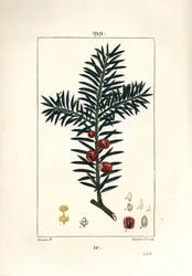Gemeine Eibe oder Beeren-Eibe - Eibe, Taxus baccata