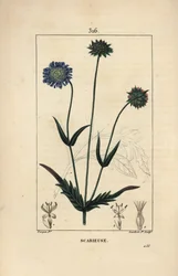 Feld-Witwenblume - Knautia arvensis, mit Blume, Blatt, Stiel, Samen und Blattriss