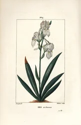 Florentiner Schwertlilie, Iris florentina, Blume und Blatt. Handkolorierter Kupferstich von Dubois nach einer Zeichnung von Pierre Jean-Francois Turpin aus Chaumeton, Poiret und Chamberet