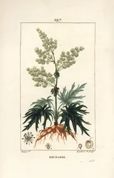 Gartenrhabarber - Rhabarber, Rheum rhabarbarum (Rheum palmatum), mit Blume, Stiel, Blatt, Samen und Wurzel