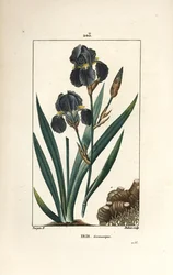 Deutsche Schwertlilie oder Garten-Schwertlilie - Blaue Schwertlilie, Iris germanica, Blatt, Blüte und Wurzel. Handkolorierte Punktkupferstich von Dubois nach einer Zeichnung von Pierre Jean-Francois Turpin aus Chaumeton, Poiret und Chamberet