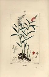Großer Galanga oder Galanga - Großer oder Thai-Galangal, Alpinia galanga, zeigt Blüten, Beeren, Blätter und Rhizomwurzel