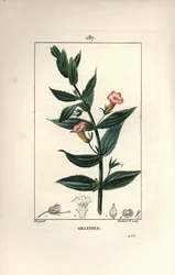 Gratiole officinale, oder Grace de dieu, Grace au pauvre homme, Petite digitale - Heckenhyssop, Gratiola officinalis. Handkolorierte Punktkupferstich von Lambert Junior nach einer Zeichnung von Pierre Jean-Francois Turpin aus Chaumeton, Poiret und Chambere