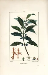 Ipeca oder Ipecacuana - Ipecacuanha, Psychotria emetica, mit Blatt, Blüte und Wurzel. Handkolorierte Punktkupferstich von Lambert Junior nach einer Zeichnung von Pierre Jean-Francois Turpin aus Chaumeton, Poiret und Chamberet
